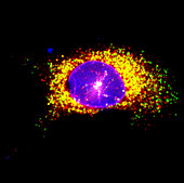 Trophoblast, fluorescence micrograph