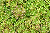 Oregon stonecrop