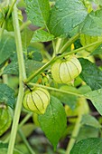 Tomatillos and flowers on the vine
