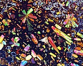 Limburgite, thin section micrograph