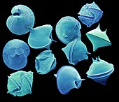 Dinoflagellate protozoa, SEM