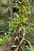 Epiphytic Microsorum diversifolium fern