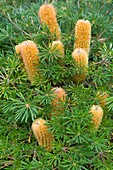 Banksia spinulosa in flower