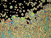 Nickel nitrate crystals, polarised light micrograph