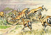 Gazelles attacking a lion, illustration