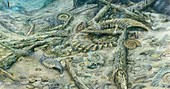 Dead ammonites on seabed, illustration