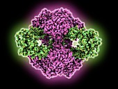 Aspartate transcarbamylase complex, molecular model