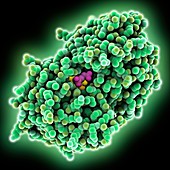 EPSP synthase with glyphosate, molecular model