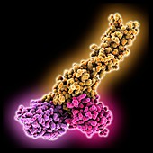 Programmed cell death protein complex, molecular model