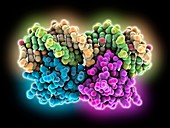 DNA complexed with repressor protein, molecular model