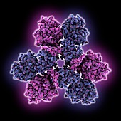 Marburg virus nucleoprotein core domain, molecular model