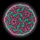 Human Aichi virus capsid, molecular model
