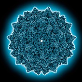 Adeno-associated virus type 2 capsid, molecular model