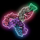 Pembrolizumab antibody complex, molecular model