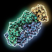 Programmed cell death protein complex, molecular model