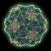 Triatoma virus capsid, molecular model