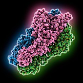 Hantavirus glycoprotein Cc, molecular model