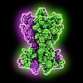 Murine nerve growth factor, molecular model