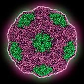 Human parechovirus 1 capsid, molecular model