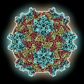 Black queen cell virus capsid, molecular model