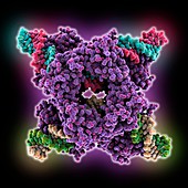 HIV-1 recombinase complex, molecular model