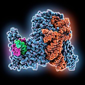 CRISPR-associated protein complex, molecular model