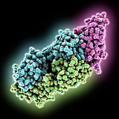 Programmed death ligand complex, molecular model