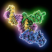 TZAP and telomeric DNA complex, molecular model