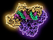 HIV-1 reverse transcriptase complex, molecular model