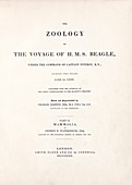 'Mammalia' (1839), 'The Zoology of the Voyage of HMS Beagle'