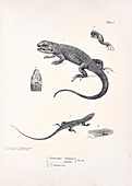 South American tree iguanas, 19th century