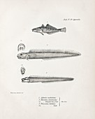South American coastal fish, 19th century