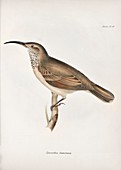 Scale-throated earthcreeper, 19th century