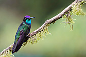 Magnificent hummingbird