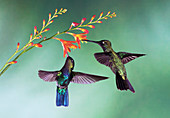 Fiery-throated and magnificant hummingbirds feeding