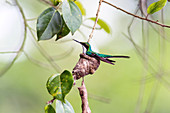 Purple-crowned fairy hummingbird nesting