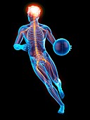 Person playing basketball, nervous system, illustration