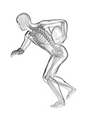 Rugby player's skeletal system, illustration