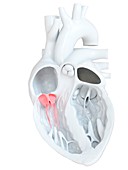 Human heart tricuspid valve, cross section illustration
