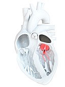 Human heart bicuspid valve, illustration