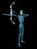 Skeletal structure of an archer, illustration