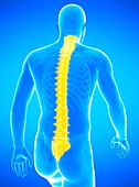 Human spinal column, illustration