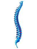 Human spinal vertebrae, illustration