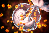 Viruses infecting human embryo, conceptual illustration
