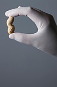 Person holding monkey nut between fingers