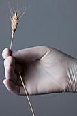 Person holding wheat