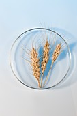 Wheat in petri dish