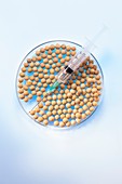 Soy beans in petri dish with syringe