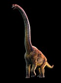 Giraffatitan, illustration