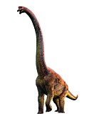 Giraffatitan, illustration